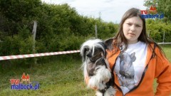 Sztum: I Krajowa Wystawa Psów Rasowych Polskiej Federacji Kynologicznej.