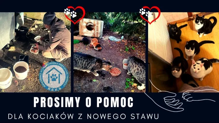 REKS prosi o wsparcie i pomoc dla kotów z Nowego Stawu.  