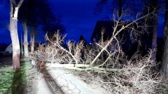 Powalone drzewa, uszkodzone dachy – tygodniowy raport malborskich służb mundurowych.