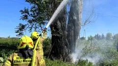 Pożar drzewa i owady błonkoskrzydłe – tygodniowy raport malborskich&#8230;