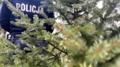 Powiat nowodworski. Policjanci apelują - kupuj choinki z legalnego źródła.