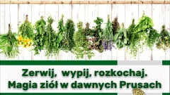 Zerwij, wypij, rozkochaj – wkrótce warsztaty zielarskie w Muzeum Miasta Malborka.