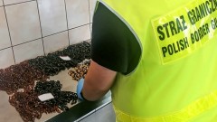 Rosjanie zatrzymani na granicy w Grzechotkach - przekroczyli ją podstępem i przemycali bursztyn.