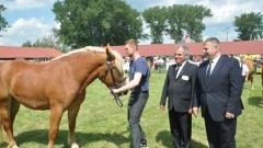 Stare Pole: Krajowy Czempionat Koni Sztumskich. Barwna i popularna impreza rolnicza – 19.06.2016  