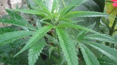 Sztum: Susz z marihuany w oplu. Zatrzymano dwie osoby – 02.09.2016  