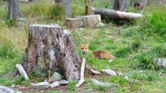 Pomorski Wojewódzki Lekarz Weterynarii informuje o szczepieniu lisów dzikich przeciwko wściekliźnie - 23- 27.04.2017 r.