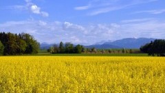Nowy Dwór Gdański. Komunikat o zagrożeniu upraw roślin - rzepak ozimy - 24.05.2017