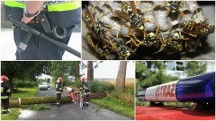 Zatrzymania poszukiwanych i niebezpieczne insekty. Weekendowy raport sztumskich służba mundurowych – 28.08.2017  