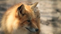 Zakaz wchodzenia do lasów. Szczepionki będą zrzucane z samolotów w powiecie nowodworskim - 11-15.09.2017
