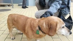 Sztum : Zagubiony pies wrócił do domu dzięki tabliczce z kodem QR  - 02.01.2018