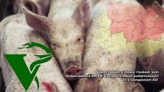 Nakazy i zakazy w chowie i hodowli  świń. Rozporządzenia MRiRW w sprawie środków podejmowanych wz. z wystąpieniem ASF - 16.02.2018
