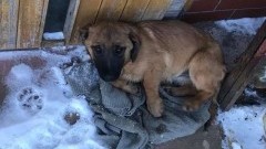 Gmina Stegna : Znaleziono bezdomnego psa w miejscowości Dworek 