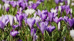 "Wiosna, wiosna, wiosna ach to Ty!" Dziś pierwszy dzień astronomicznej wiosny! 