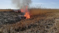 Plaga podpaleń suchych traw i trzcin dotarła do gminy Stegna