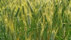 Powiat nowodworski : Komunikat rolniczy o zagrożeniu upraw Wojewódzkiego Inspektoratu Ochrony Roślin i Nasiennictwa