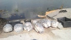 Ogromne skażenie i ok. tona śniętych ryb! Rzeka Dzierzgoń może być niebezpieczna dla ludzi  