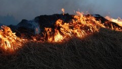 Uwolnienie Luny i pożary traw – weekendowy raport malborskich służb mundurowych.