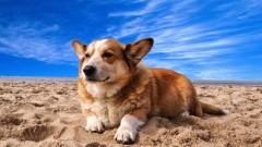 Z psem na plażę? Czemu nie! Plaża dla psów w Gminie Sztutowo.