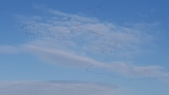 Zimowy przelot gęsi i łabędzi nad Morzem Bałtyckim. 