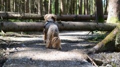 Tydzień pod znakiem usuwania skutków silnego wiatru – raport nowodworskich służb mundurowych.