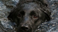 Topiący się pies i pożar w Rybinie – raport nowodworskich służb&#8230;