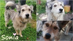 REKS. Sonia czeka na nowy dom. Może ty go jej podarujesz?