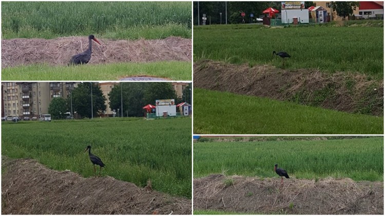 Czarny bocian odwiedził Nowy Dwór Gdański - 04.06.2017 