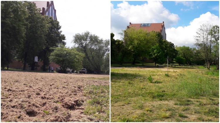 W końcu oczyszczono część dzikiej plaży w Malborku – 09.06.2017