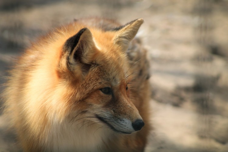 Zakaz wchodzenia do lasów. Szczepionki będą zrzucane z samolotów w&#8230;