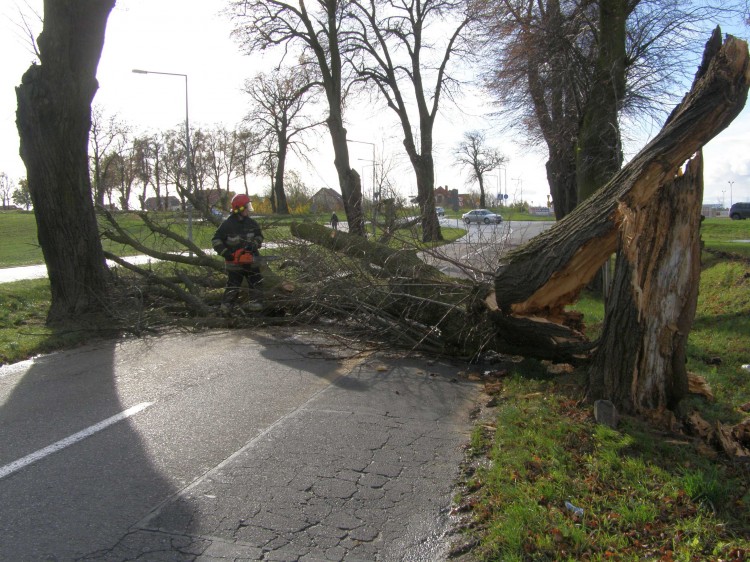 Cyklon Grzegorz w powiecie Malborskim. Silny wiatr wyrywał drzewa z korzeniami.&#8230;