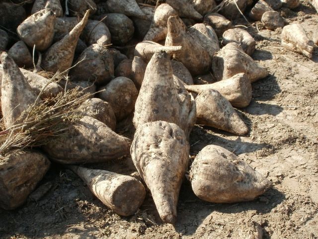 Gmina Ostaszewo: Susza w uprawach buraka cukrowego i ziemniaka