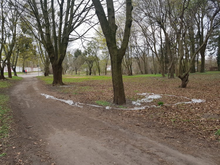 Problem śmieci i samochodów w malborskim parku.