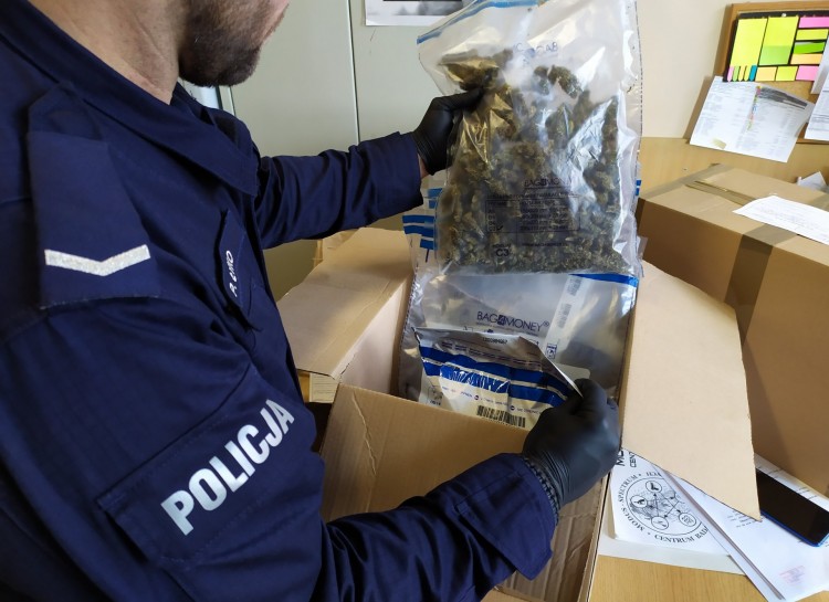 Uprawiał konopie w mieszkaniu. Mieszkaniec powiatu sztumskiego zatrzymany…