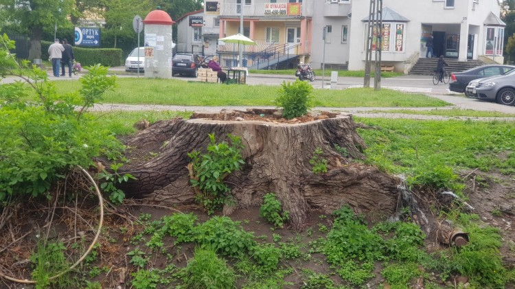 Sporo drzew wycięto w Malborku, jakie były tego powody? 