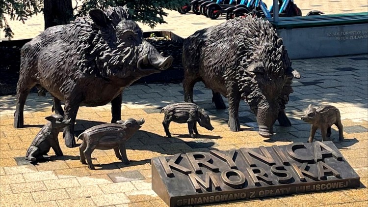 Krynica Morska. Zaprzyjaźnij się z rodziną dzików z centrum miasta.