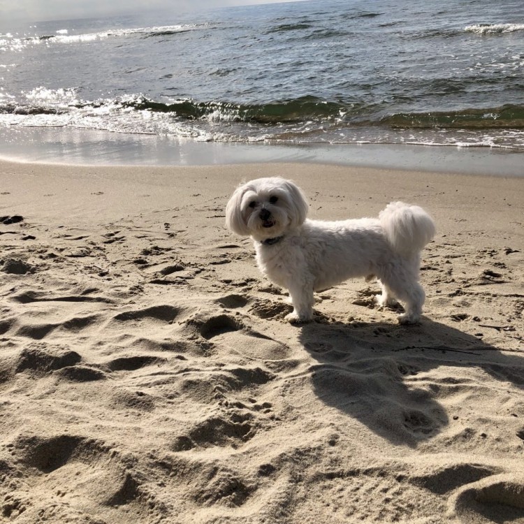 Pomorskie plaże dla psów. Gdzie nad morze z pupilem?