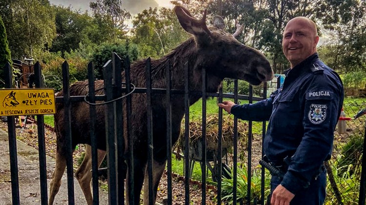 Nowy Dwór Gdański. Policjant zaopiekował się zagubionym łosiem.