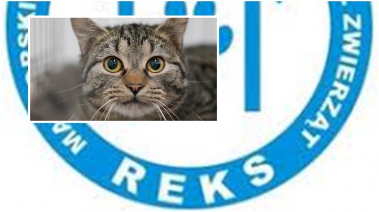 Malbork. Pomóżmy REKS-owi wygrać konkurs i zadbać o zwierzęta. 