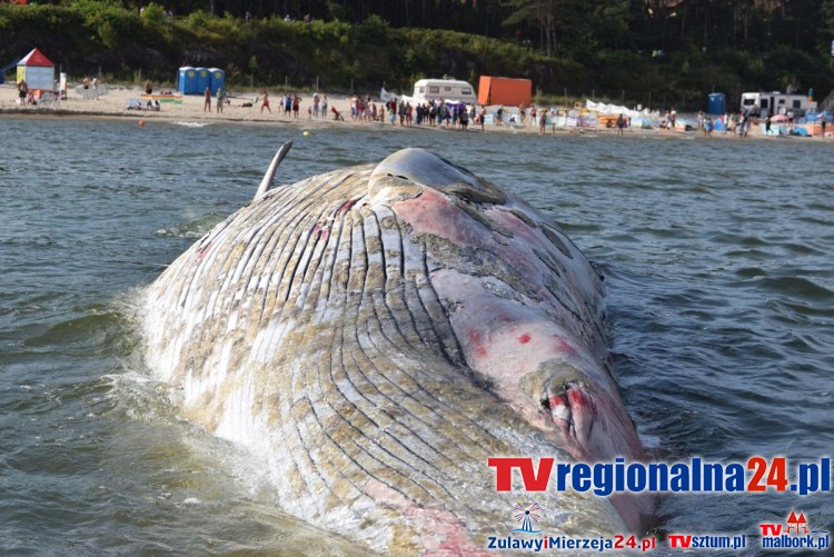 MARTWY WIELORYB PRZY PLAŻY. STEGNA - 22.08.2015