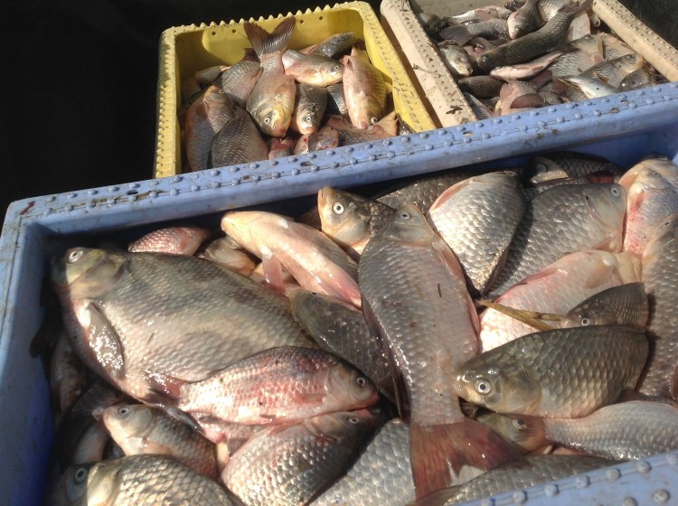 Koniecwałd: Dziesiątki kilogramów martwych ryb w Jeziorze Kaniewo –&#8230;