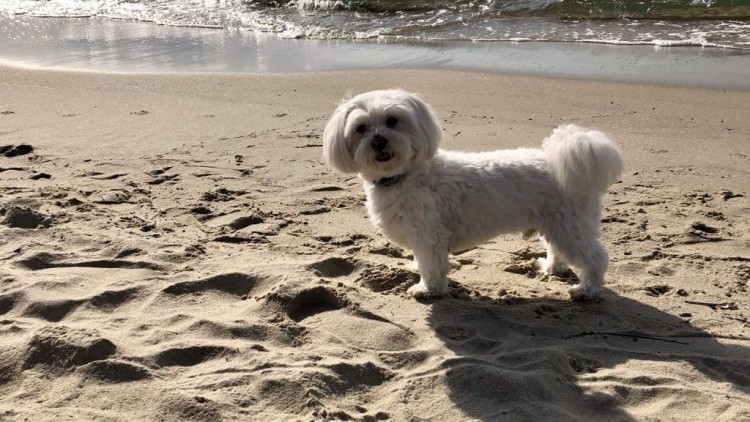 Pomorskie plaże dla psów. Gdzie nad morze z pupilem?