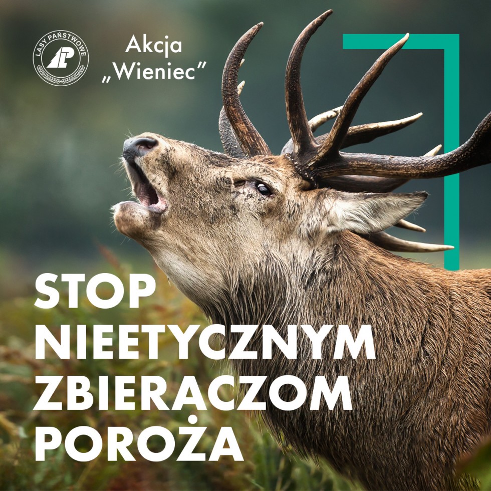 Trwa akcja Lasów Państwowych „Stop nieetycznym zbieraczom poroża”.