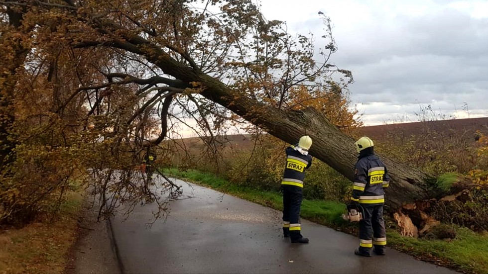 Malbork i Sztum. Strażacy zmagali się ze skutkami potężnej wichury.