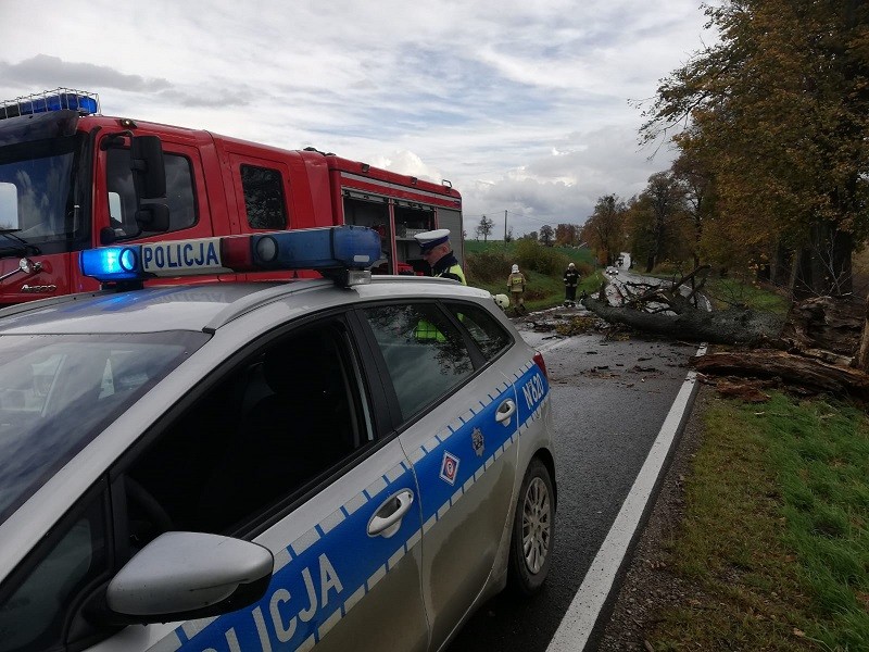 Pijany kierowca uderzył w drzewo – raport sztumskich służb mundurowych.
