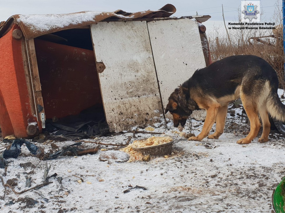 Nowy Dwór Gdański. Policjanci apelują - mróz jest śmiertelnym zagrożeniem również dla zwierząt.