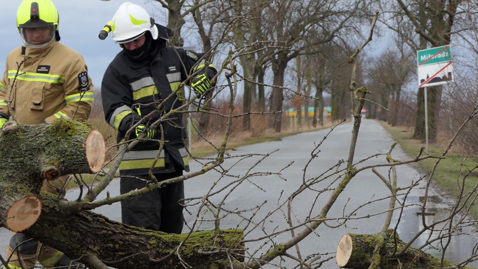 Usuwanie skutków porywistych wiatrów – weekendowy raport malborskich służb mundurowych.