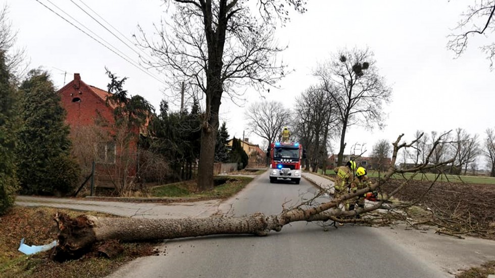 Ponad 50 interwencji w związku z silnym wiatrem w regionie – weekendowy raport malborskich służb mundurowych.