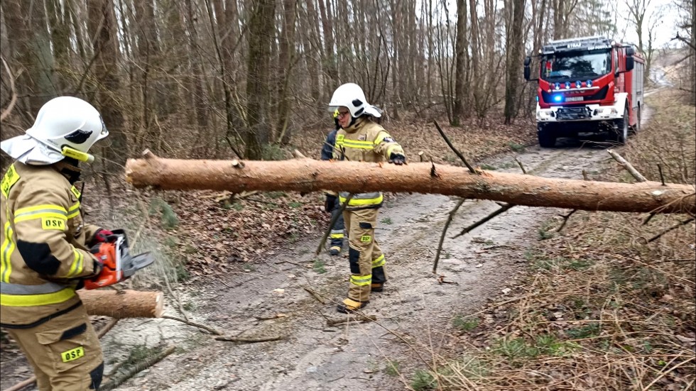 Sztum. Ponad 80 interwencji w związku z usuwaniem skutków porywistego wiatru.