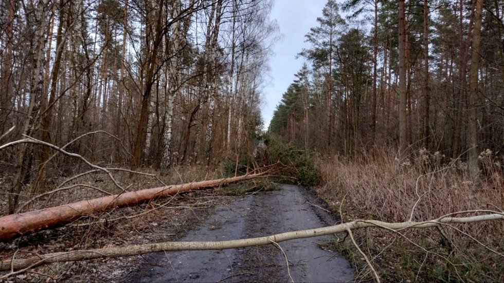 Sztum. Ponad 80 interwencji w związku z usuwaniem skutków porywistego wiatru.