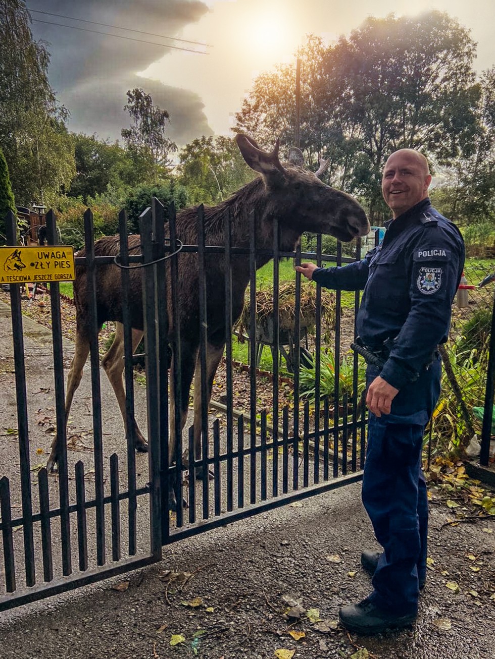 Nowy Dwór Gdański. Policjant zaopiekował się zagubionym łosiem.